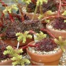 영원초등학교 이미지