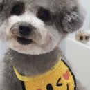 퍼피쌀롱 이미지