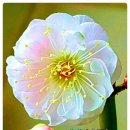 정관동원로얄듀크2차 이미지