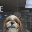 분당파크뷰 동물병원 이미지