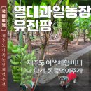 유진농장 | 제주도 바나나따기 열대과일농장 유진팡 강아지 동반