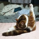 그루밍무무 이미지