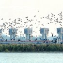 보리와철새 이미지