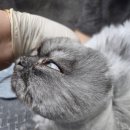 야옹아 놀자 이미지