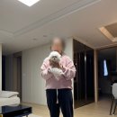 러빙펫 강아지분양 배곧본점 | 부평강아지분양 [비숑프리제분양후기]확실한곳 마리켄넬