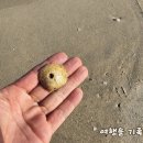 송지호해변(여) 이미지