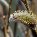 강아지 대공원 이미지