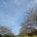 가시리 유채꽃길 | 제주 봄 여행 필수 코스! 벚꽃과 유채꽃이 만발한 가시리 '녹산로 유채꽃길' 드라이브