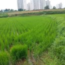 팽성읍 노와리 소로 3-58 | [경기평택시포승읍/ 전답경매],최저가 2,323,180,000원(70%),2015년 01월 19일예정,2014타경10869