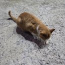 경성화로 이미지