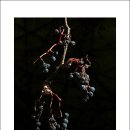 성호로공원 이미지