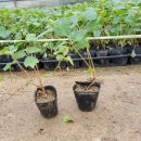 주암동농장 이미지