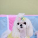 루띠