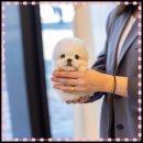 강아지랑나랑 이미지