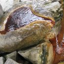 부강약수터 이미지