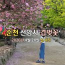 괴목경로당 | 순천 선암사 겹벚꽃 실시간 후기 4월24일 낙화중이라 더 한적한 봄 사찰