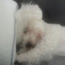 젤리댕댕이 이미지