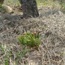 잣나무집정원 이미지