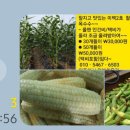 강원찰옥수수 5박스한정 판매합니다 이미지