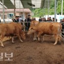 한우사양교육 이미지