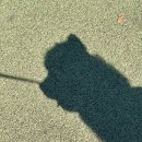 송도 해돋이공원 | 인천 송도 강아지 산책하기 좋은 장소 해돋이공원 꿀정보