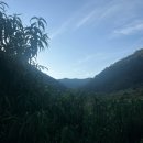 예지농장 | 2025년 경북 예천 선주네 샤인머스켓 6년차 수확후기