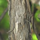 댕강 댕강 이미지