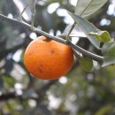 스머프팜 이미지