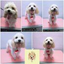 웃개살롱 이미지