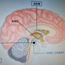 靑松 건강칼럼 (926)... 국내 파킨슨병 환자 12만명 이미지