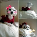 행복한 별 이미지