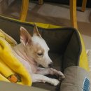 조양유치원 | [강아지 유치원 추천] 역곡 엘제이펫에서 여름이의 행복한 출근!