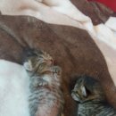 유목초등학교 이미지