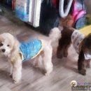코코빠