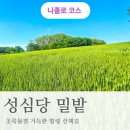 교촌제이파크(101동) | 대전 5월 가볼만한곳 초록빛 가득한 성심당 밀밭 방문팁