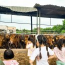 등너머농장 이미지