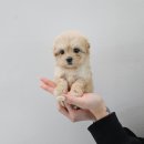 안녕, 멍냥 이미지