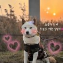 이룸외과동물병원