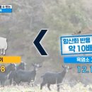 황산흑염소 이미지