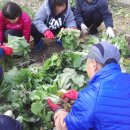 박영숙농장 이미지