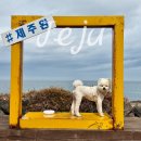 제주공항근처 애견동반 카페 외도339 운동장까지!