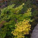 꿈꾸는나무 이미지