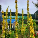 보라유채.버바스쿰웨딩캔들.디기탈리스.큰등심붓꽃.빨강백합 씨앗나눔 이미지