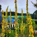유채캔들
