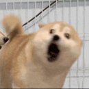 진양교차로 신발동상 | 도쿄여행기 5박6일 Day2~3 (도쿄디즈니씨, 파스모카드 아이폰, 시부야, 신주쿠)