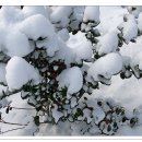 하얀세상 이미지