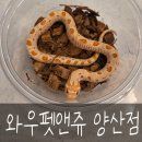 와우펫앤쥬 양산점 이미지