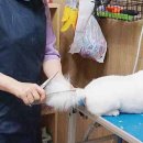 아담스펫살롱 이미지