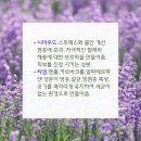 한국아로마교육원