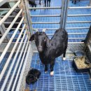 송동축사 이미지